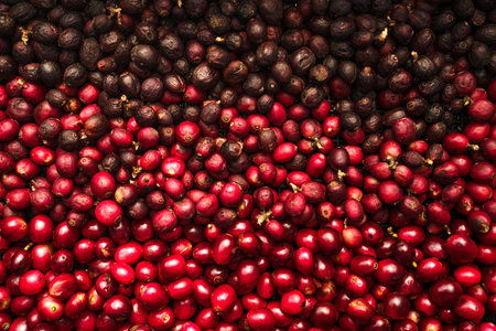 Cherry coffee beans,red coffee ripeness dry process coffee