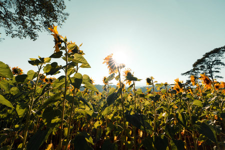 Sunflower,Sunflower field in the morning on the mountain