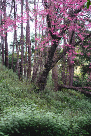Spring day,Pink flowers in the forest against a bright skyの写真素材
