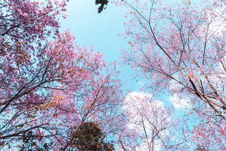 Spring forest,Pink blossom trees and green forest From above in the forest