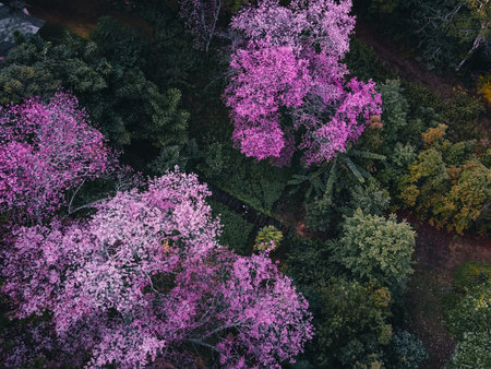 Spring forest,Pink blossom trees and green forest From above in the forestの写真素材