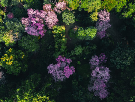 Spring forest,Pink blossom trees and green forest From above in the forestの写真素材