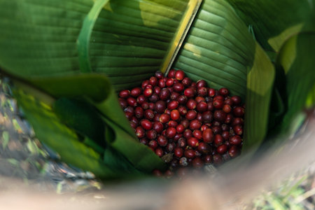 Coffee berry ripening on tree, Arabica coffee ripe red under the tree silhouette in the forest