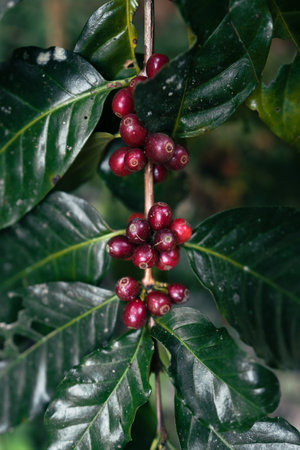 Coffee berry ripening on tree, Arabica coffee ripe red under the tree silhouette in the forestの写真素材