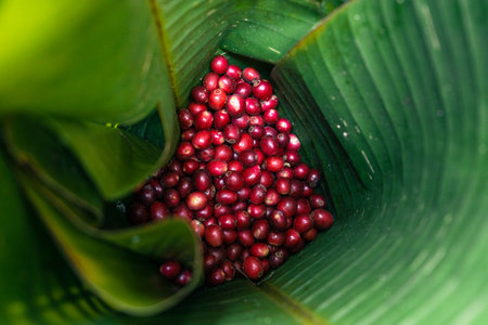Coffee berry ripening on tree, Arabica coffee ripe red under the tree silhouette in the forestの写真素材