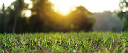 Green leaf background In the evening nature