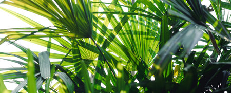 Green leaf background In the evening nature