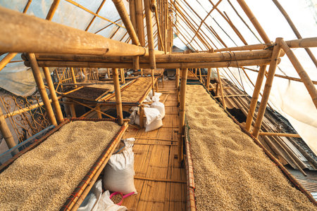 Parchment coffee Dry in the greenhouseの写真素材