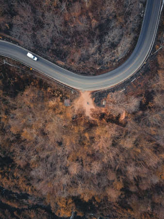 Young trees are growing in natural light,Three treesの写真素材