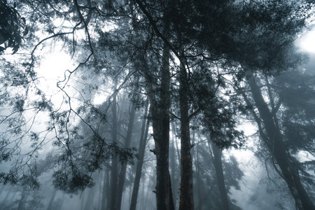 Misty forest,Fog and pine forest in the winter tropical forest,Fog and pine