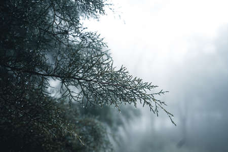 Misty forest,Fog and pine forest in the winter tropical forest,Fog and pineの写真素材