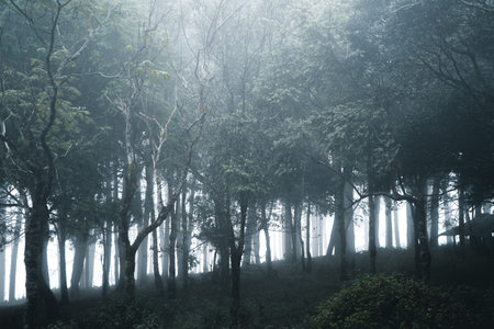 Misty forest,Fog and pine forest in the winter tropical forest,Fog and pine