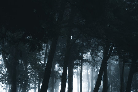 Misty forest,Fog and pine forest in the winter tropical forest,Fog and pine