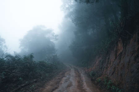 Misty forest,Fog and pine forest in the winter tropical forest,Fog and pineの写真素材
