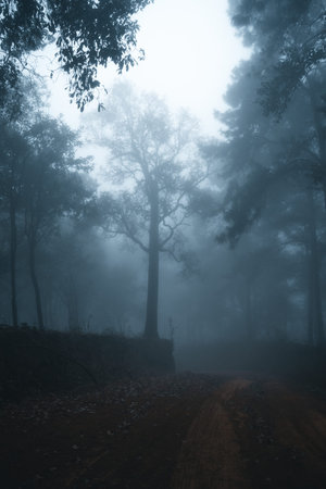 Misty forest,Fog and pine forest in the winter tropical forest,Fog and pine