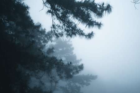 Misty forest,Fog and pine forest in the winter tropical forest,Fog and pineの写真素材