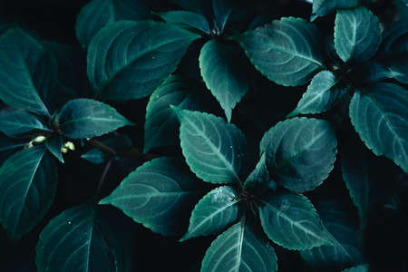 A stream of clear water in the tropical evening ,In natureの写真素材