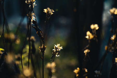 Flowers spring white in nature with warm sun evenings. flowerの写真素材