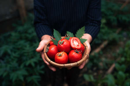 Brewing coffee in the forest with a moka pot in forestの写真素材