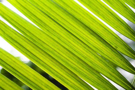 Green rattan leaves background