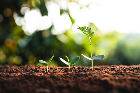 The hand is sorting the coffee beans before roasting them.の写真素材