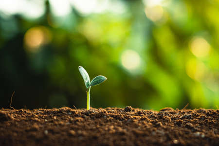 Young trees are growing on the soil in nature Eveningの写真素材