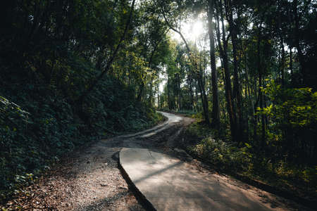 Mountain and tree in summer Nature travelの写真素材