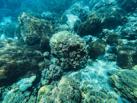 Travel in the diving sea Clear blue seaの写真素材