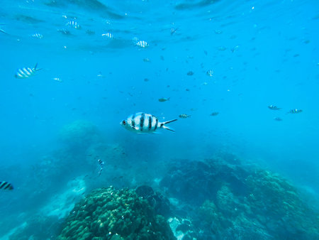 Travel in the diving sea Clear blue sea