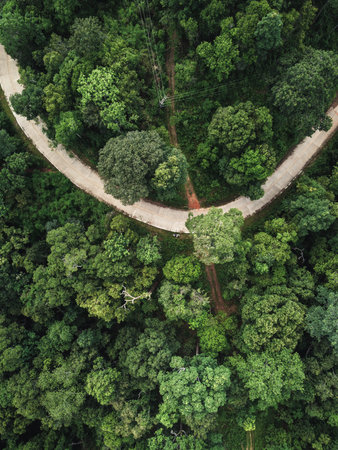green forest in the tropics from above and the road in the forest