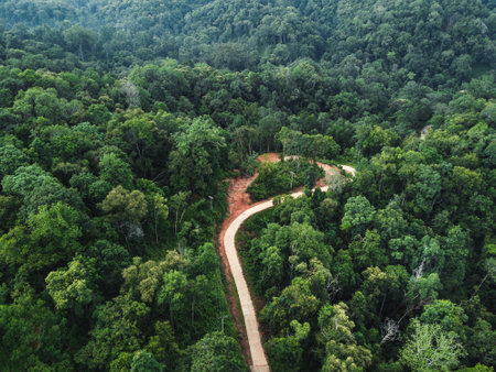 green forest in the tropics from above and the road in the forestの写真素材