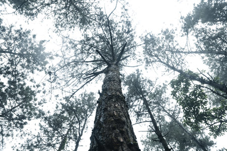 Trees in the fog. The smoke in the forest in the morning