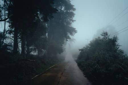 Trees in the fog. The smoke in the forest in the morningの写真素材