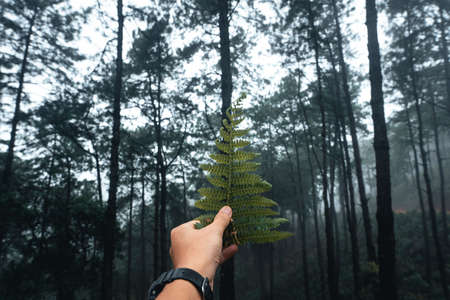 Trees in the fog. The smoke in the forest in the morningの写真素材