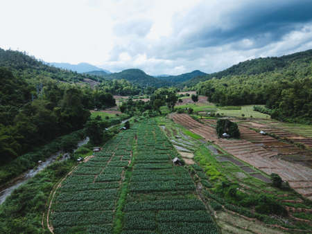 cup of coffee latte in coffee sho,coffee latte art make by baristaの写真素材