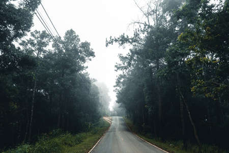 road in the forest rainy season nature trees and fog travelの写真素材
