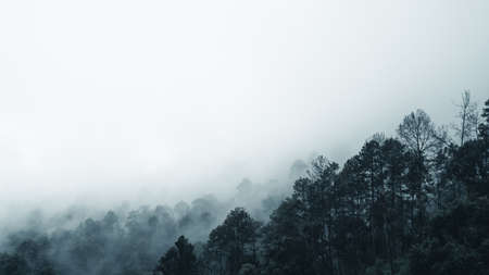 road in the forest rainy season nature trees and fog travelの写真素材