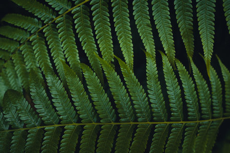 Dark fern leaves in the tropical rainy
