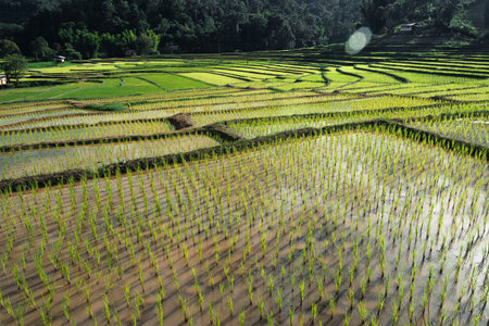 Rice fields at the beginning of cultivation in Asia
