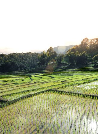 Rice fields at the beginning of cultivation in Asia