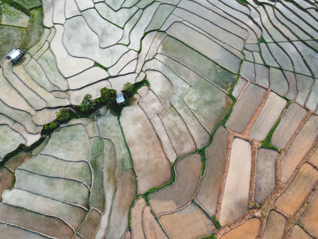 Rice fields at the beginning of cultivation in Asia