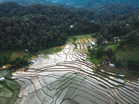 Rice fields at the beginning of cultivation in Asiaの写真素材