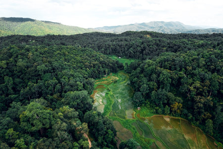 The road to the farmland and fields in the green forest.
