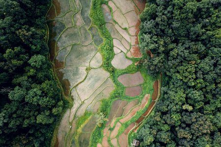The road to the farmland and fields in the green forest.