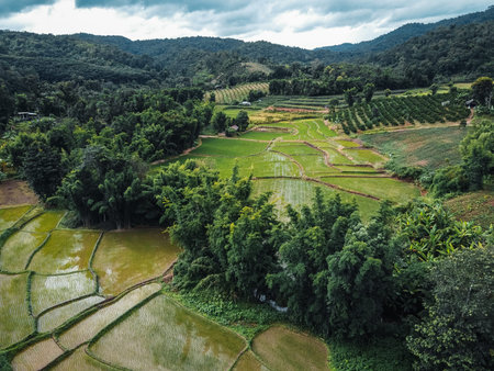 The road to the farmland and fields in the green forest.