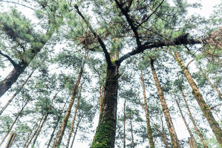 Summer forest and the road into the forest,moss on the treeの写真素材