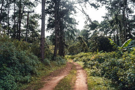 Summer forest and the road into the forest,moss on the tree