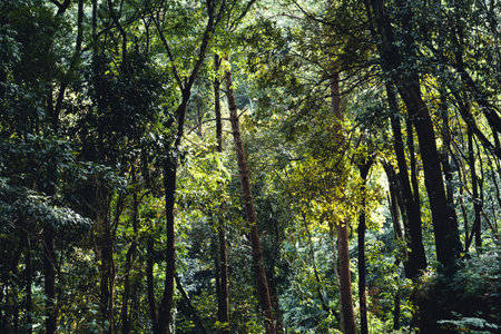 Summer forest and the road into the forest,moss on the tree