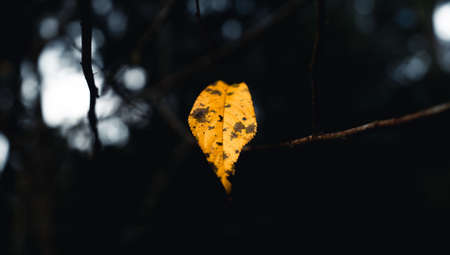 autumn leaves the first yellow in the garden,yellow leaves fallの写真素材