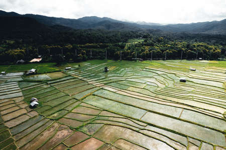 landscape Paddy rice field in asiaの写真素材